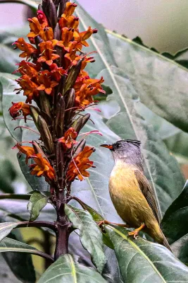 File:Black-chinned yuhina (Yuhina nigrimenta), Latpanchar, West Bengal, India 02.jpg