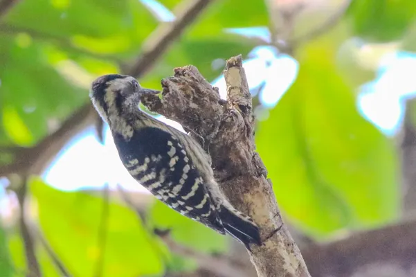 File:Grey-capped pygmy woodpecker (Yungipicus canicapillus), Rongtong, West Bengal, India.jpg