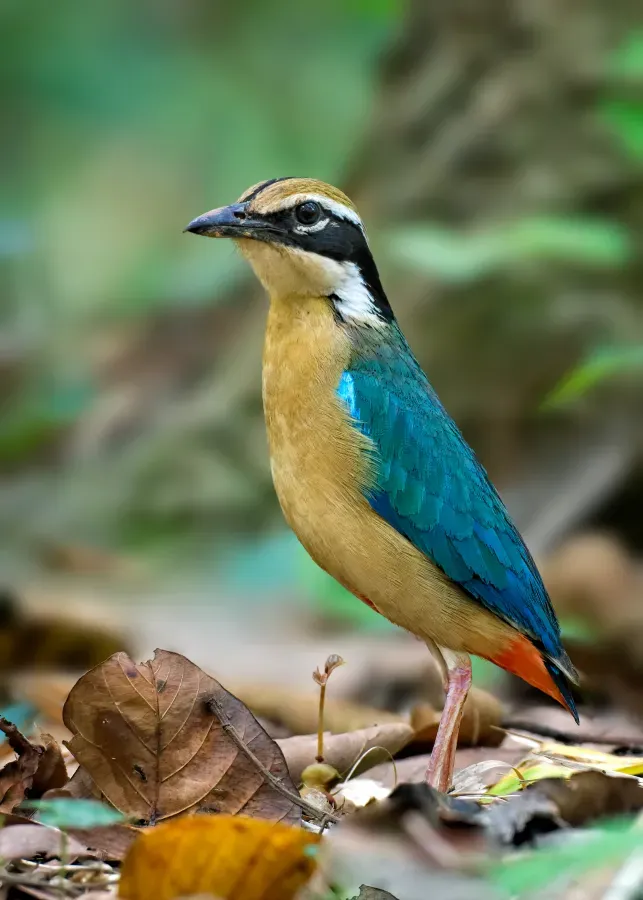 File:Indian pitta - বন সুন্দরী (Pitta brachyura), Gazipur, Bangladesh.jpg