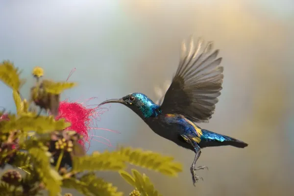 File:Purple sunbird (Cinnyris asiaticus) male in flight.jpg