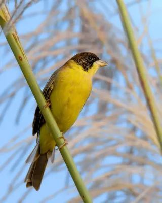 File:Black-headed bunting (Emberiza melanocephala).jpg