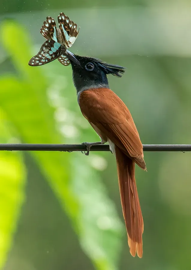 File:Indian Paradise Flycatcher(Terpsiphone paradisi)-The kiss of death National Botanical Garden,Mirpur,Bangladesh.jpg