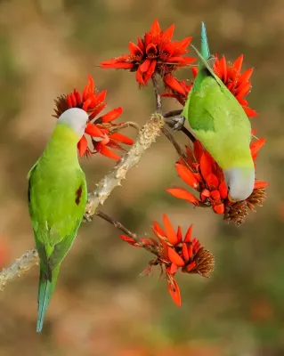 File:ফুলমাথা টিয়া(Psittacula roseata) সাতছড়ি জাতীয় উদ্যান,হবিগঞ্জ,সিলেট.jpg