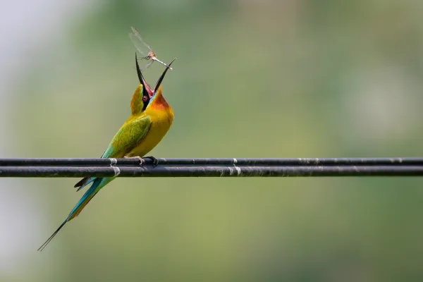 File:Blue-tailed Bee Eater (Merops philippinus).jpg