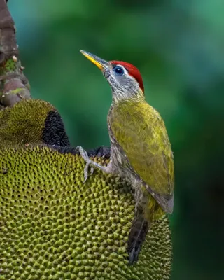 File:Streak-throated woodpecker দাগী কাঠঠোকরা (Picus xanthopygaeus), Gazipur, Bangladesh.jpg