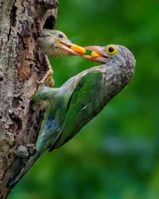 File:Feeding Lineated barbet (Psilopogon lineatus), NBG, Dhaka–DSC4338.jpg