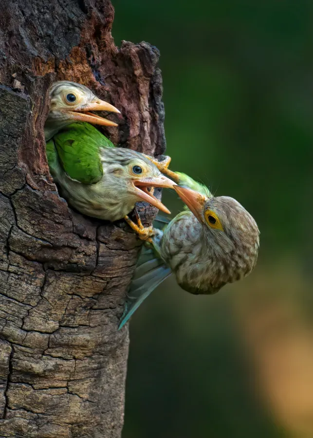 File:Feeding Lineated barbet (Psilopogon lineatus), NBG, Dhaka–DSC8100.jpg