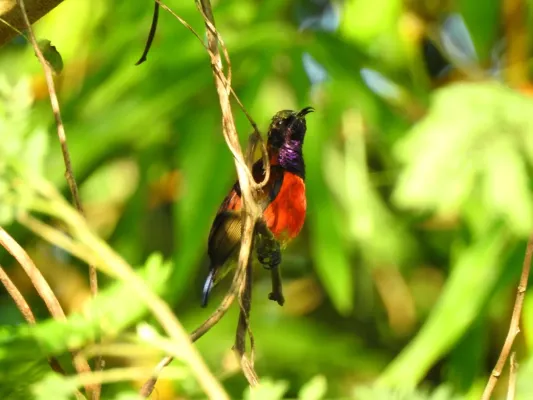 File:Leptocoma sperata 396823982.jpg
