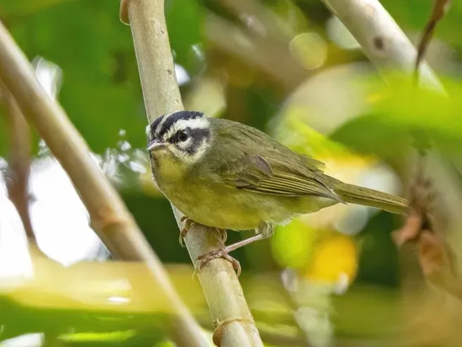File:Basileuterus punctipectus Yungas Warbler; Puno, Peru.jpg