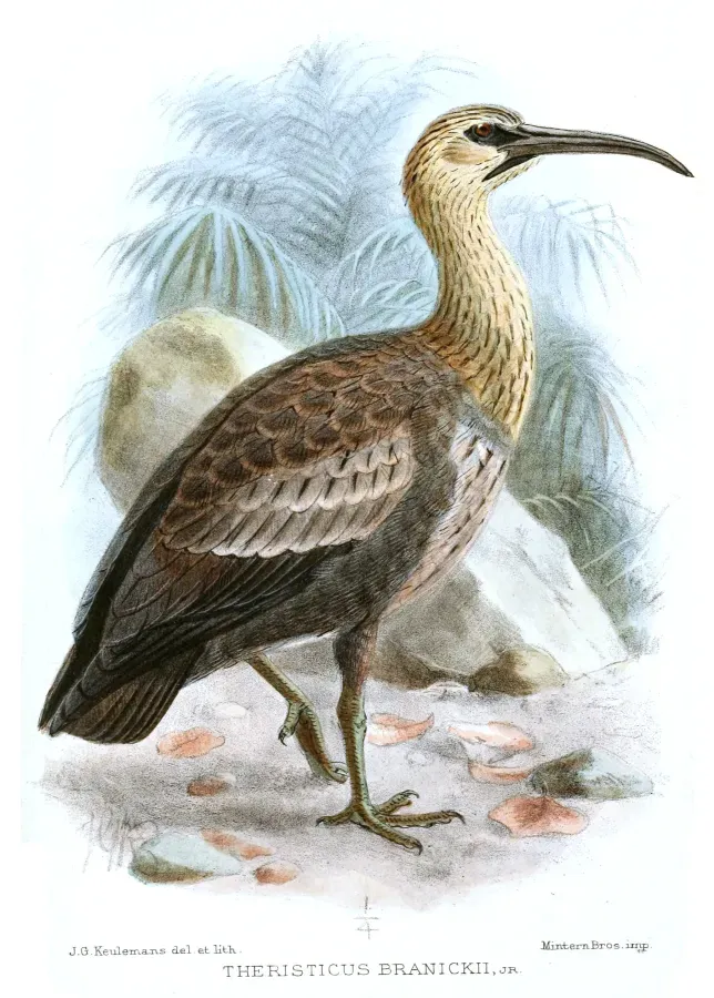 File:TheristicusBranickiiJuvKeulemans.jpg