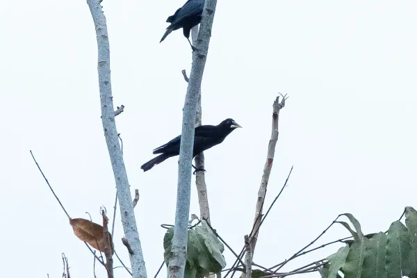 File:Cacicus latirostris, Puerto Nariño, Amazonas, Colombia 1.jpg