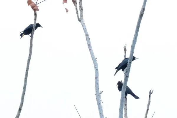 File:Cacicus latirostris, Puerto Nariño, Amazonas, Colombia 3.jpg