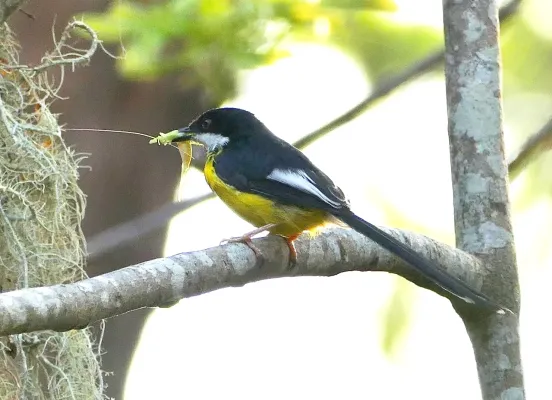 File:Apalis chariessa, crop.jpg