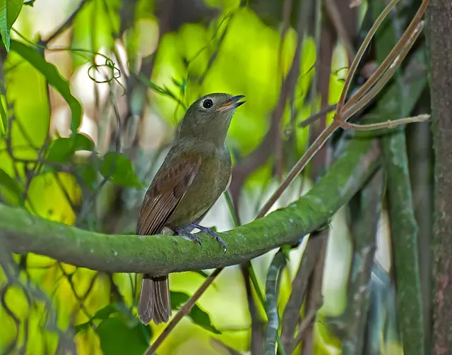 File:Schiffornis virescens.jpg