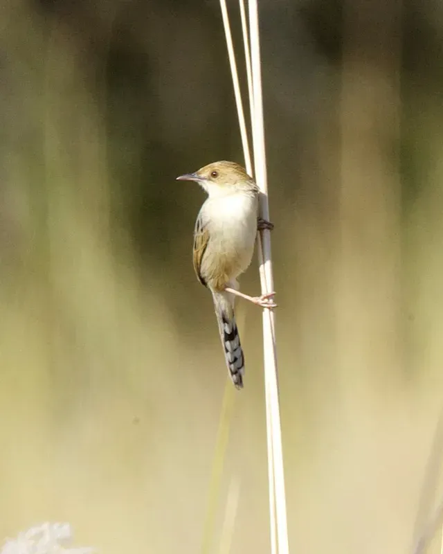 File:Chirping Cisticola (Cisticola pipiens).jpg