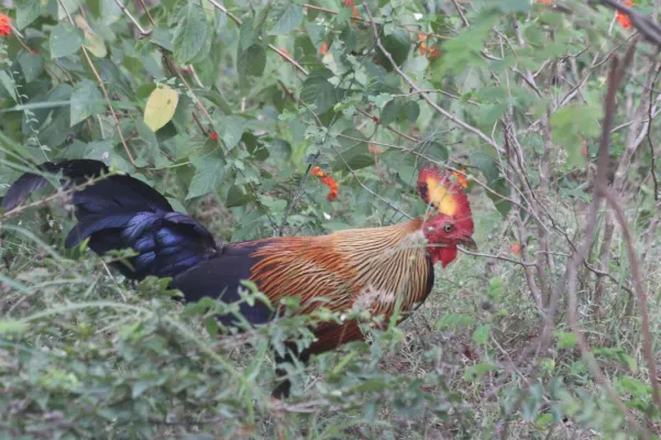 File:Gallus lafayettii 384496210.jpg