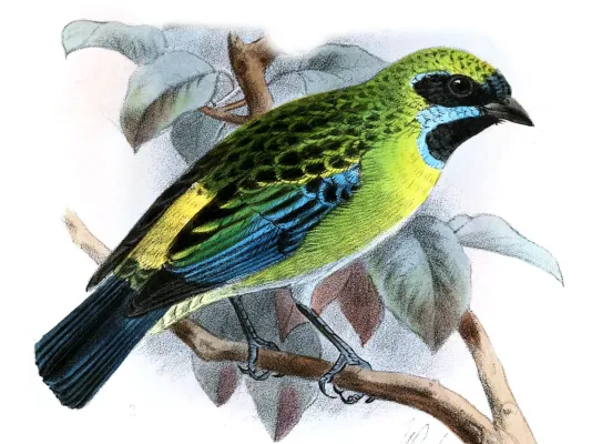 File:TangaraJohannaeKeulemans.jpg