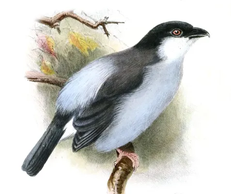 File:Dryoscopus angolensis Lodge.jpg