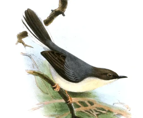 File:ApalisCinereaLodge.jpg