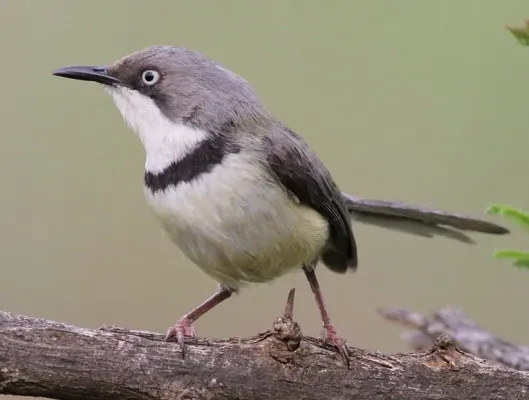 File:Bar-throated Apalis, Apalis thoracica, at Marakele National Park, Limpopo, South Africa (16216637960), crop.jpg