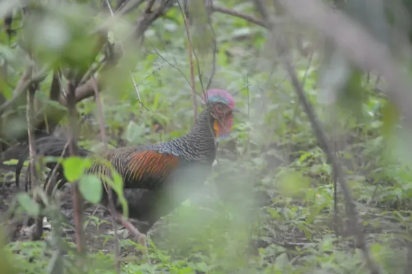 File:Gallus varius 459444064.jpg