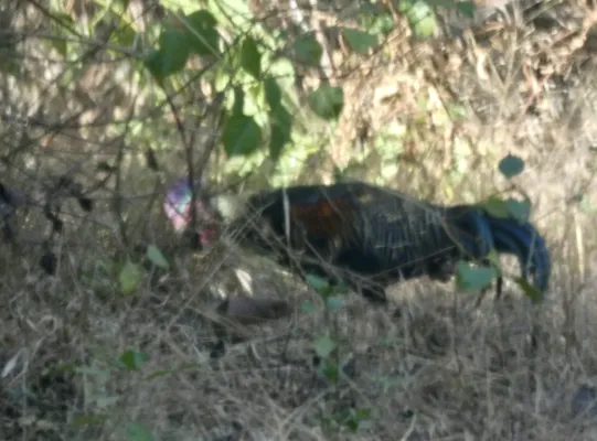 File:Gallus varius 456024676.jpg