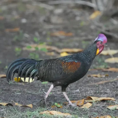 File:Gallus varius 416516220.jpg