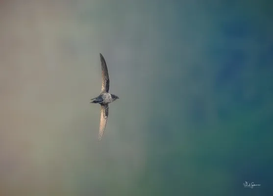 File:Dark-rumped Swift (Apus acuticauda).jpg