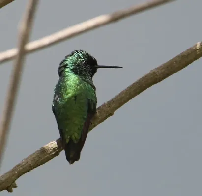 File:Chlorostilbon alice Green-tailed emerald; Aragua, Venezuela.jpg