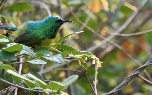 File:Collared Sunbird (Hedydipna collaris), male bathing with dew on large leaves.jpg