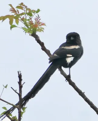 File:Magpie Shrike (Urolestes melanoleucus).jpg