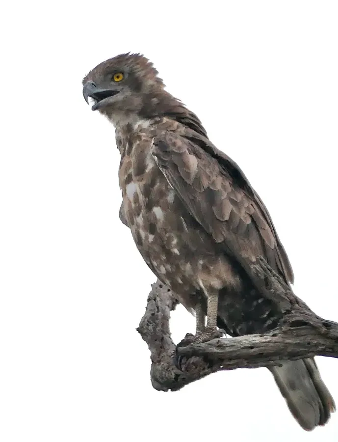 File:Brown Snake-Eagle (Circaetus cinereus) (2024-11-20).jpg