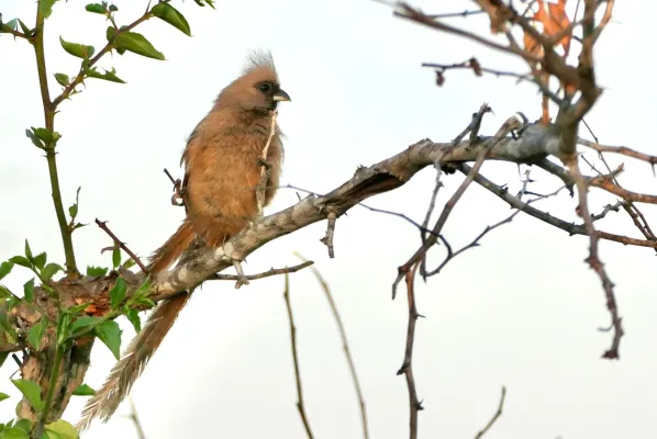 File:Speckled Mousebird (Colius striatus) (2024-11-20).jpg