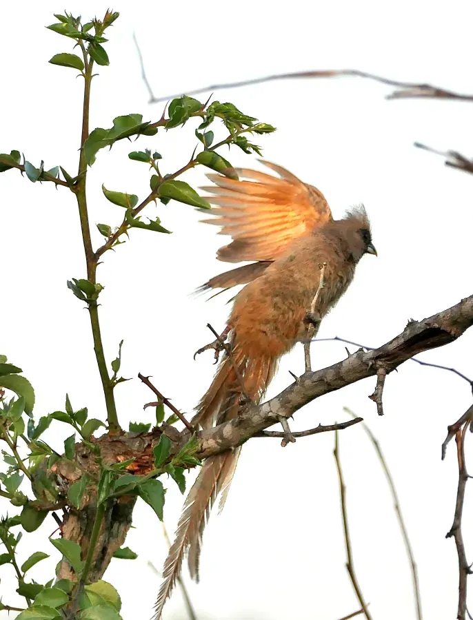 File:Speckled Mousebird (Colius striatus) taking off.jpg