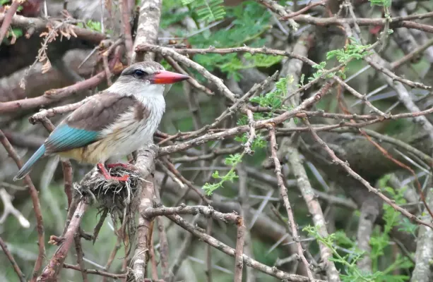 File:Brown-hooded Kingfisher (Halcyon albiventris).jpg