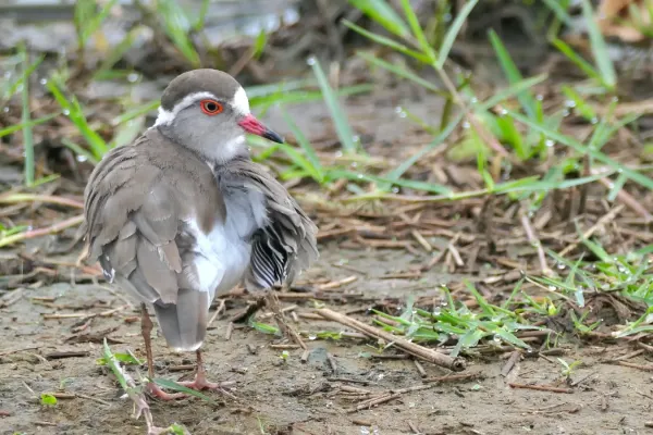 File:Three-banded Plover (Thinornis tricollaris) preening.jpg
