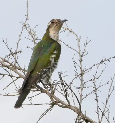 File:Diederik Cuckoo (Chrysococcyx caprius) female.jpg