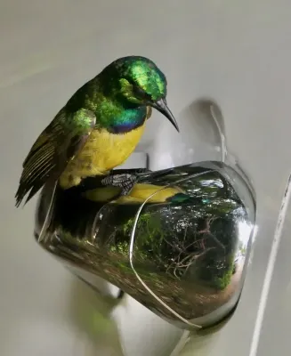 File:Collared Sunbird (Hedydipna collaris), male watching its reflection in a chrome-plated door handle.jpg