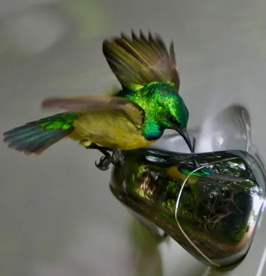 File:Collared Sunbird (Hedydipna collaris), male fighting its reflection in a chrome-plated door handle ... - 54154159197.jpg