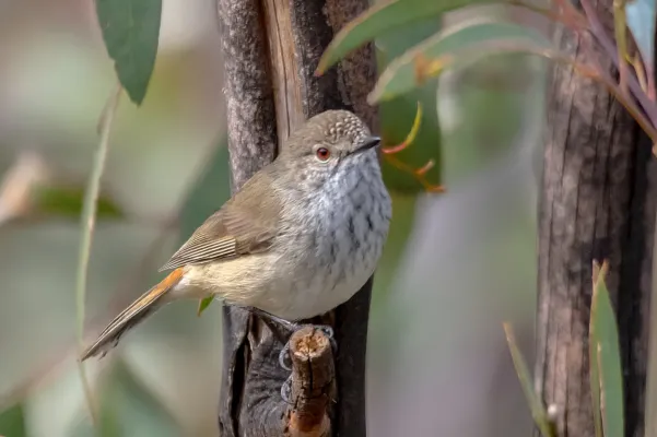 File:Acanthiza apicalis by Andrew Allen.jpg