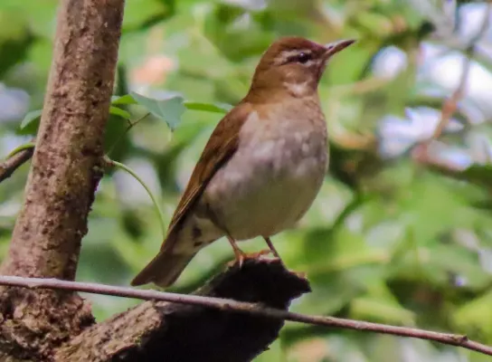 File:Turdus feae 182169242.jpg