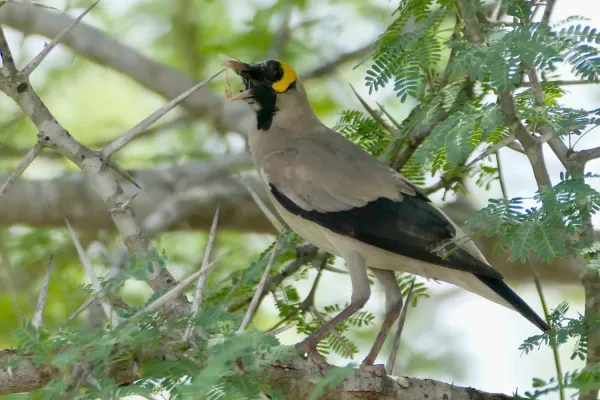 File:Wattled Starling (Creatophora cinerea), male calling.jpg