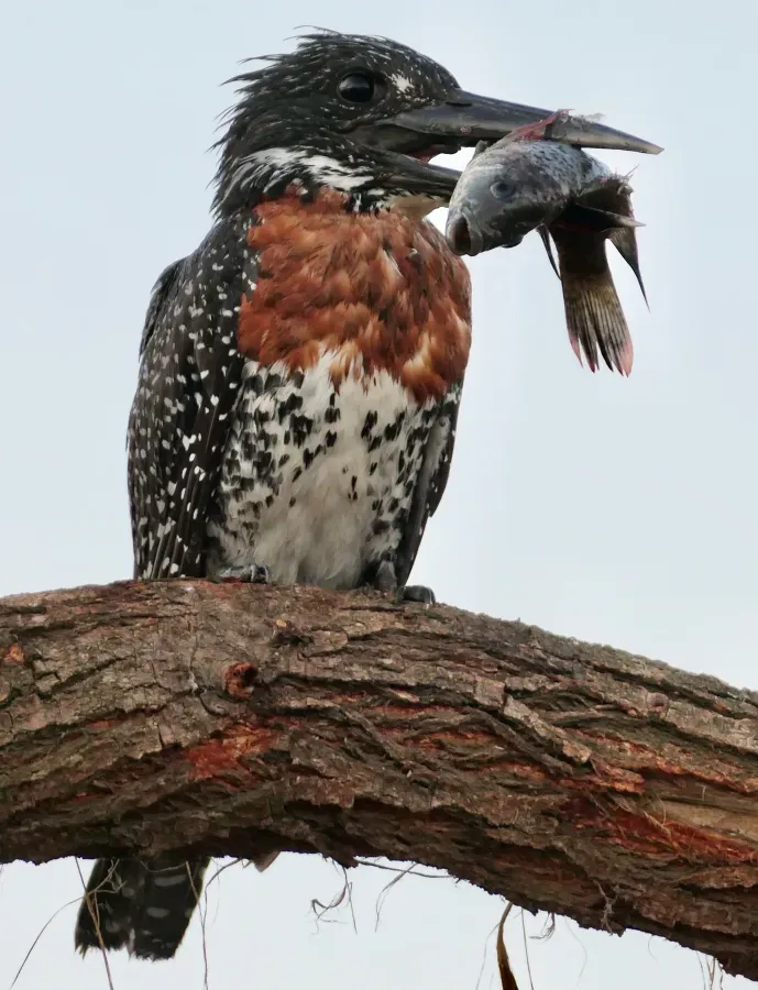 File:Giant Kingfisher (Megaceryle maxima), male holding a Tilapia.jpg