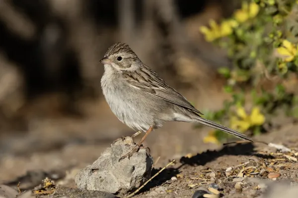 File:Brewer's sparrow (Spizella breweri) foraging in front of an American Tarwort (Flourensia cernua) in Picacho Hills, Las Cruces, New Mexico, USA.jpg