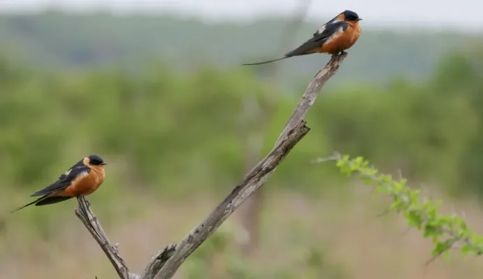 File:Rufous-chested Swallows (Cecropis semirufa).jpg