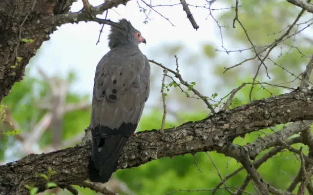 File:African Harrier-Hawk (Polyboroides typus).jpg