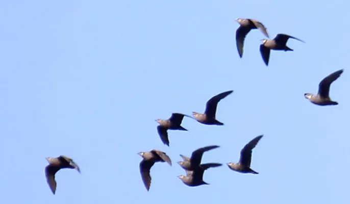 File:Yellow-throated Sandgrouse (Pterocles gutturalis) (46548092761), crop.jpg