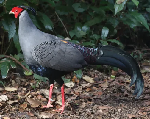 File:Lophura diardi 246408023.jpg