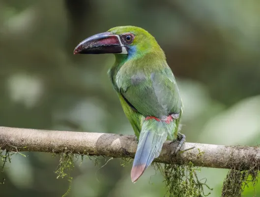 File:Crimson-rumped toucanet (Aulacorhynchus haematopygus sexnotatus) Paz de las Aves.jpg