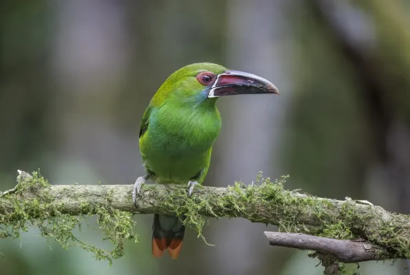File:Crimson-rumped toucanet (Aulacorhynchus haematopygus sexnotatus) Paz de las Aves 2.jpg